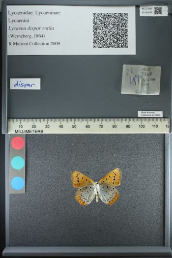 Media type: image;   Entomology 183405